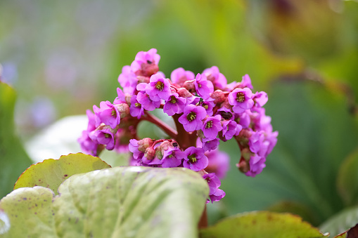 Blooming purple medical plant Bergenia Cordifolia closeup