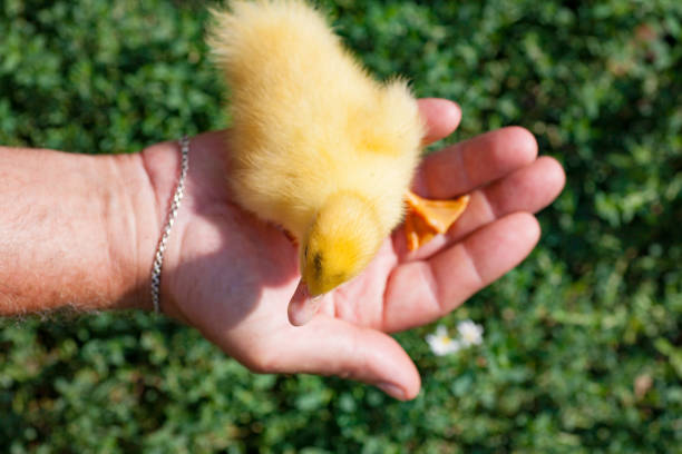 Domestic duck Duck on green grass In the household of a villager