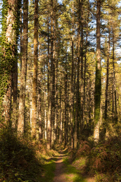 istock footpath between pines in the forests of the Basque country 1400800809