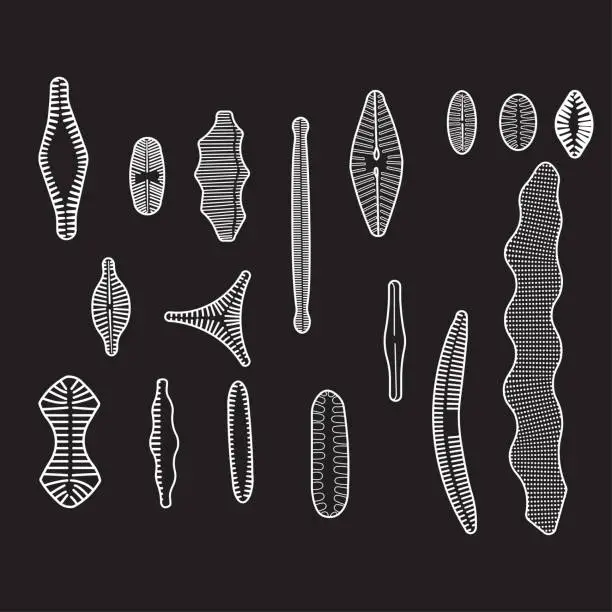 Vector illustration of Diatoms