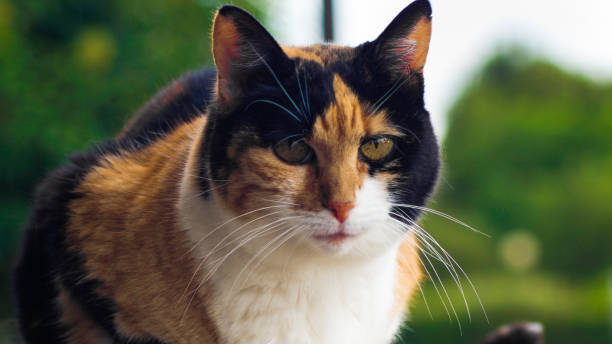 istock Portrait of an Isabelle cat 1400802673