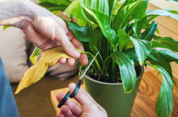 a man takes care of home plants, cuts the leaves close-up - snoeien stockfoto's en -beelden