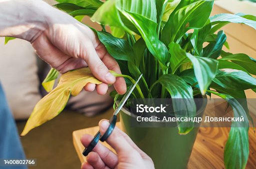 istock A man takes care of home plants, cuts the leaves close-up 1400802766
