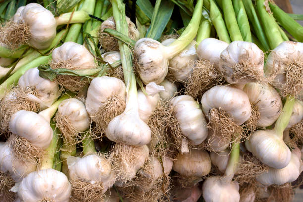 ail frais fraîchement cueilli au comptoir de l’épicerie. - healthy eating onion vegetable ripe photos et images de collection