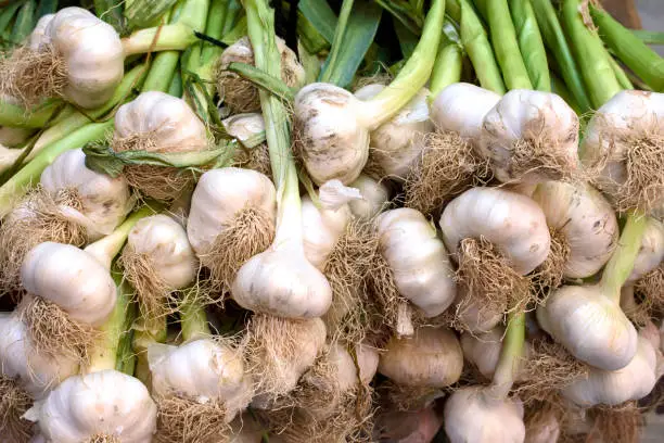 Photo of Freshly picked fresh garlic at the grocery counter.