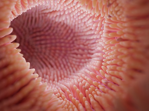 Intestine microvilli close up 3d render. Gut microbiome and digestive system of human . High quality 3d illustration