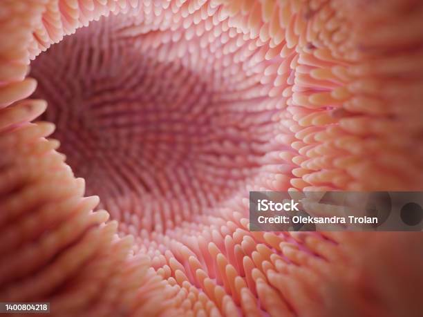 Intestine Microvilli Close Up 3d Render Gut Microbiome And Digestive System Of Human Stock Photo - Download Image Now