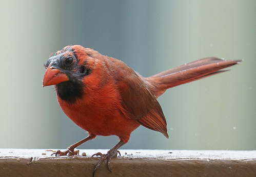 Molting Northern Cardinal on the backyard deck