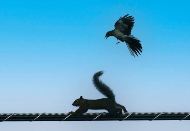 istock Angry bird goes after a Squirrel 1400805307