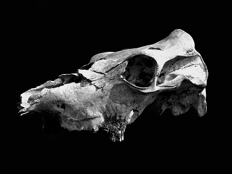 monochrome image of an old weathered cow skull with cracked bone and moss on a black background