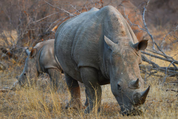 istock A small group of white rhino feeding on dry grass 1400805664