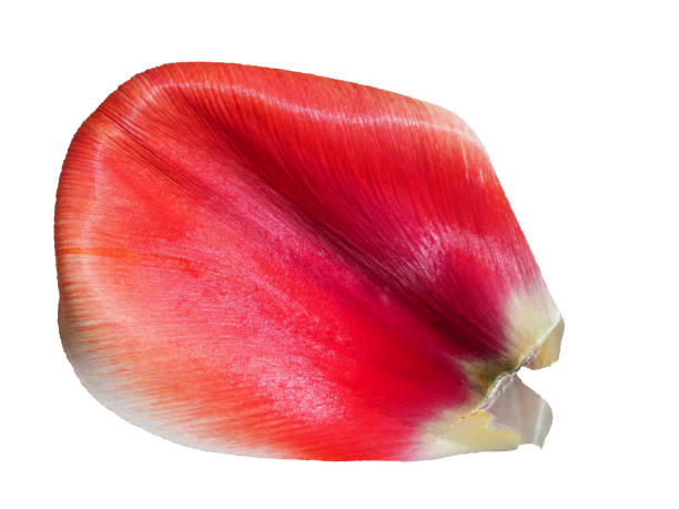 hermoso pétalo de tulipán rojo aislado sobre blanco. foto macro de un elegante pétalo de flor rojo brillante a la luz del sol sobre un fondo blanco - cut out tulip close up drop fotografías e imágenes de stock