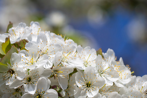 A beautiful cherry branch with delicate flowers in spring on a blue sky, selective focus. Spring Blooming - White Flowers And Sunny Bokeh Against The Sky. Spring Blooming-Floral Greeting Card.