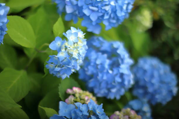 istock Hydrangea macrophylla flower is blooming in Japan 1400806751