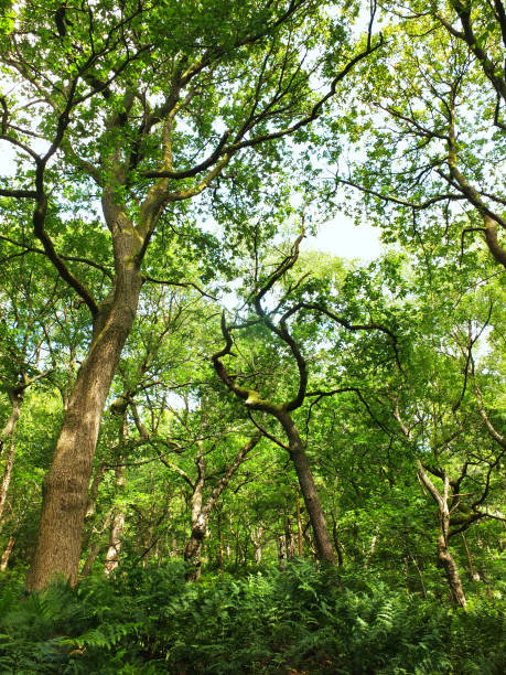 istock dense green forest with ferns grass and tall trees in summer sunlight 1400807427