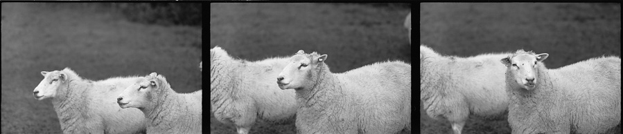 Three black and white 35mm photos of sheep , Devon UK.