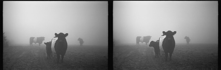 Two 35mm black and white photos of heritage cattle in a field on a cold and foggy winter's morning, Devon UK .