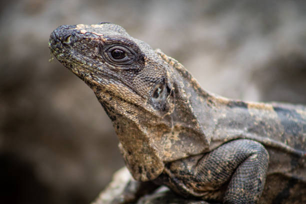 istock Iguana on the Lookout 1400808345