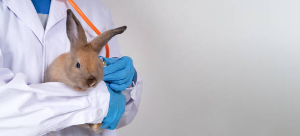 istock Veterinarians carry rabbit and use Stethoscopes to check the fluffy rabbit heart and lungs in clinics. Concept of animal healthcare with a professional in a hospital 1400808384