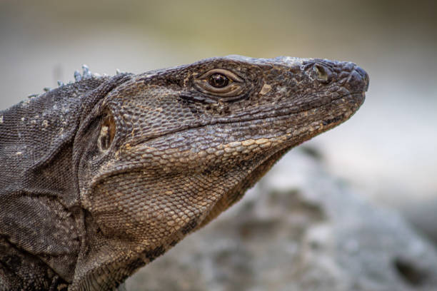 istock Iguana on the Lookout 1400808397