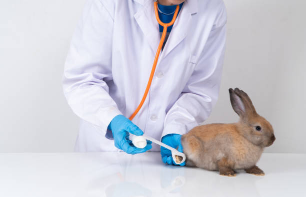 istock Veterinarians Using a bandage Wrap around the fluffy rabbit broken leg to welt the leg. Concept of animal healthcare with a professional in an animal hospital 1400808428