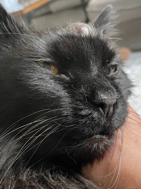 Cat with tumor on its head