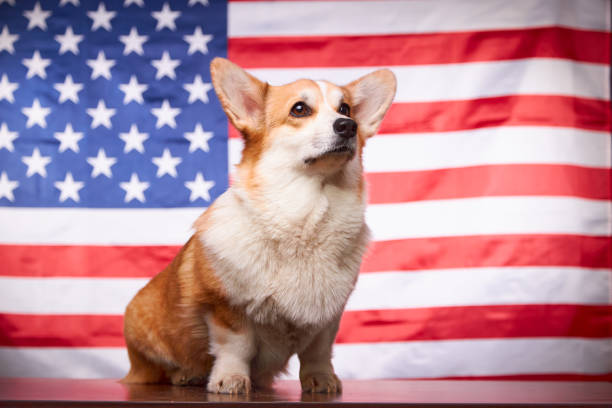 ritratto di un orgoglioso cane gallese corgi pembroke di fronte alla bandiera americana. - dog patriotism flag politics foto e immagini stock