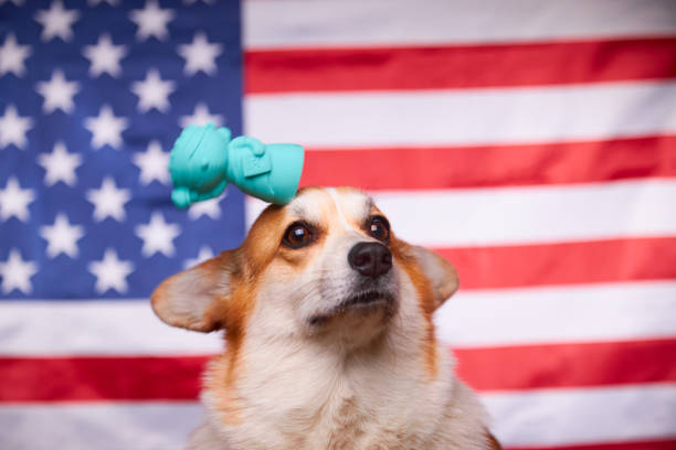 ritratto di un orgoglioso cane gallese corgi pembroke con una statua della libertà in testa davanti alla bandiera americana. - dog patriotism flag politics foto e immagini stock