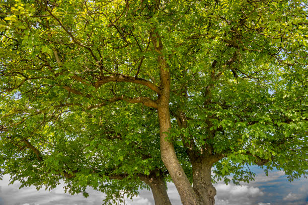 walnussbaum - spring tree orchard forest stock-fotos und bilder