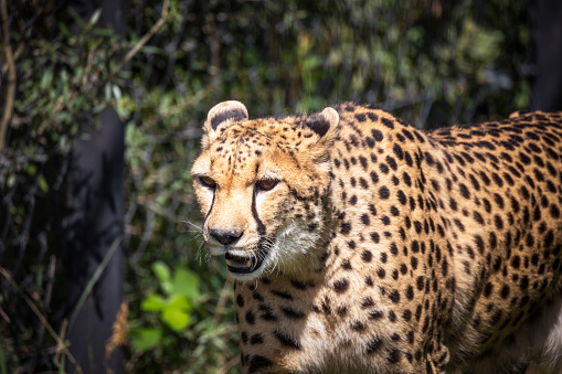 Portrait of a cheetah in a zoo