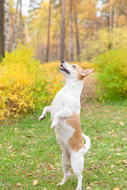 istock A thoroughbred dog in a public park in the fall. Jack Russell terrier. Pets 1400810059