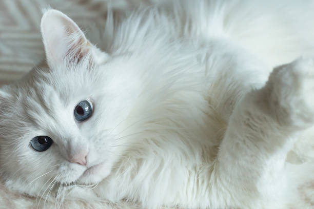 istock A domestic cat. Portrait. A white fluffy purebred cat. Pets 1400810062