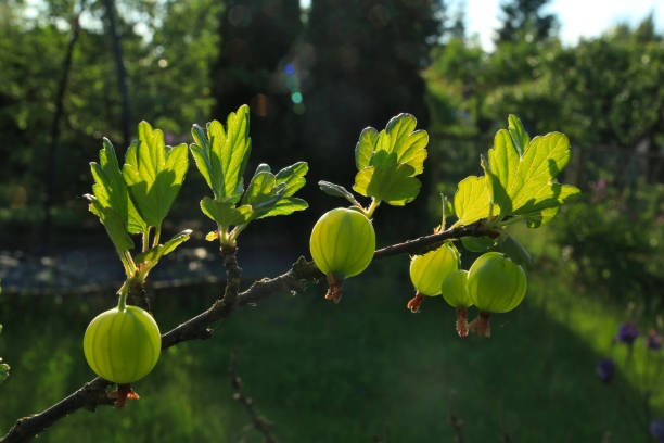 つるの上の緑のグースベリー - gooseberry fruit growth green ストックフォトと画像