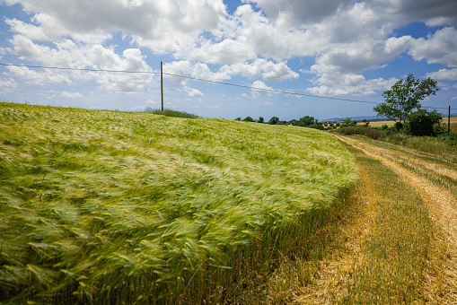 Wheat grain field in summer sunny day