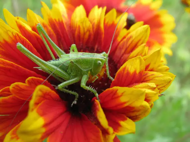 Photo of green grasshopper