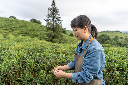 An Asian woman farmer is holding tea leaves in a tea garden