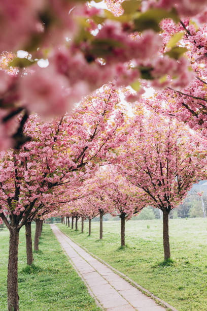 Beautiful cherry blossom sakura in spring time on nature background. Botanical garden concept. Tender bloom. Aroma and fragrance. Spring season. Tenderness. Branch of sakura. Perfumery concept. Beautiful cherry blossom sakura in spring time on nature background. Botanical garden concept. Tender bloom. Aroma and fragrance. Spring season. Branch of sakura. Perfumery concept. pink flowering dogwood stock pictures, royalty-free photos & images