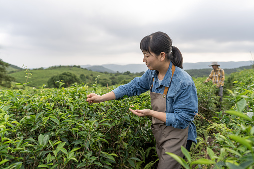 Two Asian agricultural workers work in a tea garden