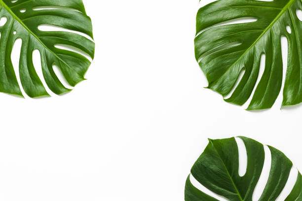 istock Monstera jungle leaves background frame on white background 1400812271