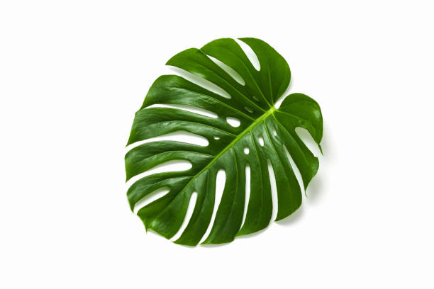 istock Jungle monstera tropical plant leaf on white background 1400812277
