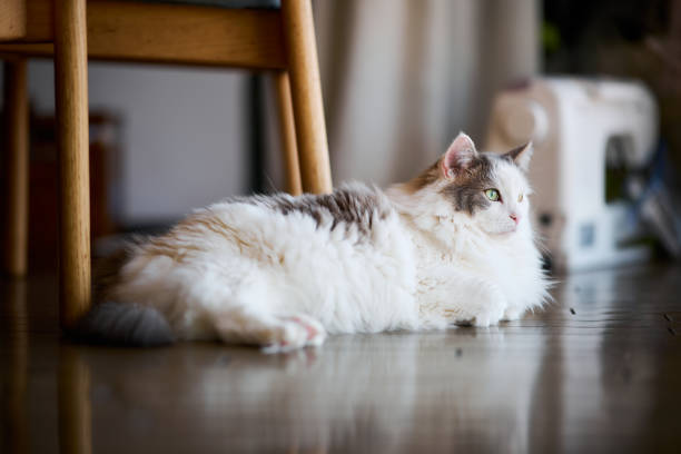 Portrait of a white cat relaxing on a wooden floor at home looking outside the window
