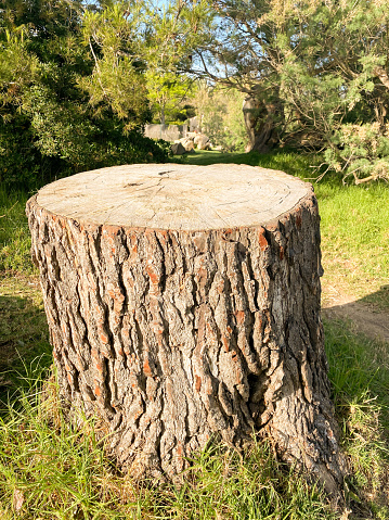 Large cut pine tree trunk in nature