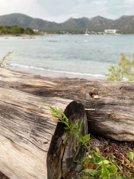 istock Large cut pine tree trunk in a pine forest facing the sea 1400817100