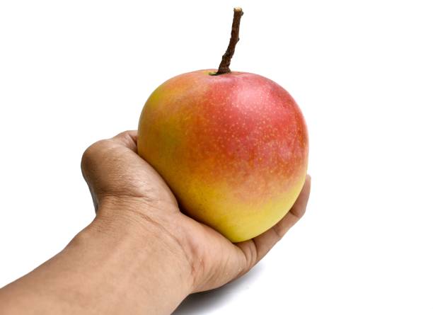 istock red ripe mango in hand isolated on white background 1400817183