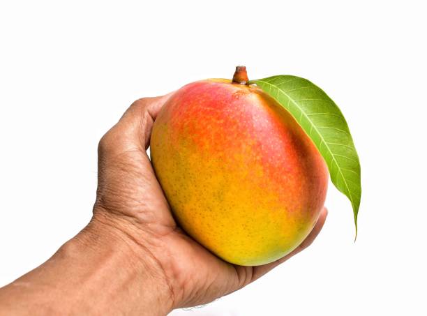 istock sweet ripe mango in hand isolated on white background 1400817335