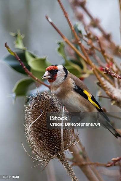 Goldfinch Stock Photo - Download Image Now - Animal Wildlife, Bird, Bird Watching
