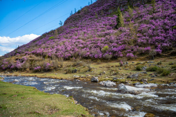 Blooming maralnik or Rhododendron ledebourii in Altai mountains near Chuysky tract, Altai, Siberia, Russia Blooming maralnik or Rhododendron ledebourii in Altai mountains near Chuysky tract, Altai, Siberia, Russia . High quality photo western siberia stock pictures, royalty-free photos & images