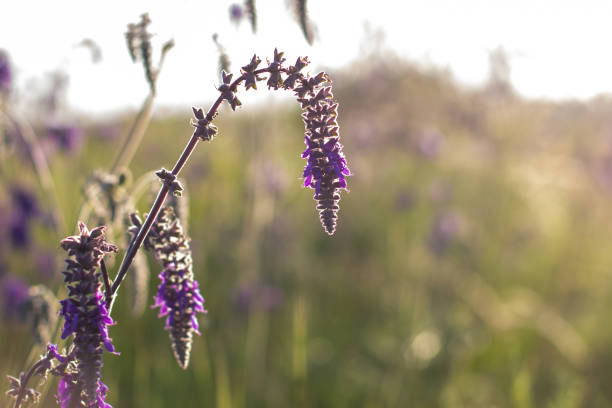 Flowering salvia, Meadow Clary, Meadow sage, Salvia pratensis. Purple flowers on wild meadow. Medicinal herb.