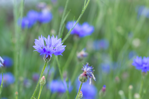 Cornflowers on the background of a green meadow. Blue Cornflowers in the garden