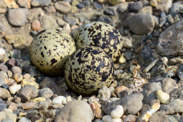 istock Eggs of red wattled 1400825135